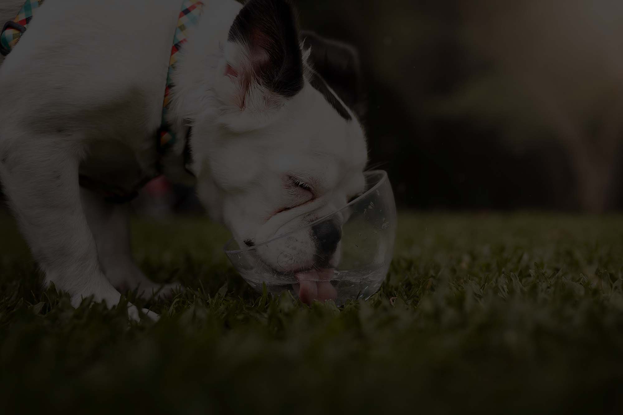 Cão e tutor recebendo atendimento na Clínica Veterinária Vit Vet em São Carlos